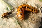 drilus-flavescens-paar1-foto-krumm