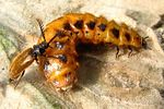 drilus-flavescens-paar2-foto-krumm