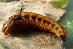 drilus-flavescens-paar3-foto-krumm