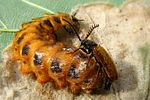 drilus-flavescens-paar4-foto-krumm