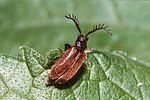 drilus-flavescens2-foto-hamers