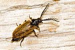 drilus-flavescens2-foto-hense
