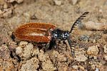 drilus-flavescens2-foto-koehler