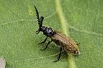 drilus-flavescens3-foto-hense