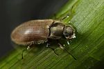 dryops-auriculatus-foto-faasen