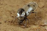 dryops-auriculatus2-foto-koehler