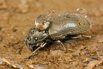 dryops-auriculatus3-foto-koehler