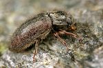 dryops-nitidulus-foto-koehler