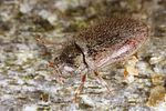 dryops-nitidulus2-foto-koehler