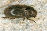 dryops-nitidus-foto-koehler