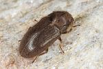 dryops-nitidus2-foto-koehler