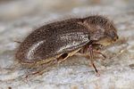 dryops-nitidus3-foto-koehler