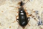 ebaeus-appendiculatus-female3-foto-keresztes