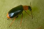 ebaeus-battonii-cf-foto-weisenboehler