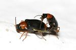 ebaeus-contemptus-couple2-foto-krejcik