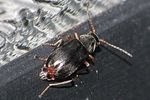 ebaeus-flavicornis-male-foto-brueckner