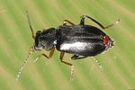 ebaeus-flavicornis-male3-foto-brueckner