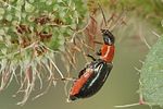 ebaeus-thoracicus-foto-koehler