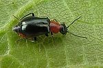 ebaeus-thoracicus-foto-krumm