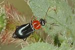 ebaeus-thoracicus2-foto-koehler