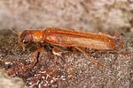 elateroides-dermestoides-female-foto-altmann