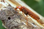 elateroides-dermestoides-female-foto-koehler