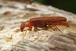 elateroides-dermestoides-female2-foto-koehler