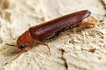 elateroides-dermestoides-foto-kammel