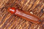elateroides-dermestoides-foto-koehler