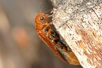 elateroides-dermestoides-foto-michalowski