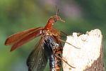 elateroides-dermestoides-foto-weidlich
