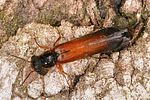 elateroides-dermestoides-male-foto-altmann
