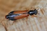 elateroides-dermestoides-male-foto-keresztes
