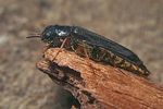 elateroides-dermestoides-male-foto-koehler