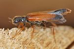 elateroides-dermestoides-male2-foto-keresztes