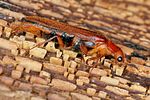 elateroides-dermestoides2-foto-koehler