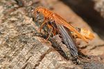 elateroides-dermestoides2-foto-michalowski