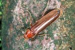 elateroides-dermestoides2-foto-weidlich