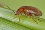 elodes-minuta-foto-koehler