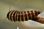 elodes-sp-larva-foto-weisenboehler