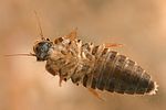 elodes-sp-larva2-foto-weisenboehler