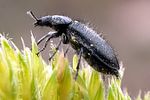 enicopus-hirtus2-foto-keresztes