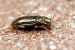 esolus-angustatus-foto-koehler