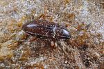 esolus-parallelepipedus-foto-koehler