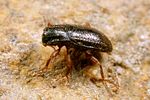 esolus-parallelepipedus2-foto-koehler