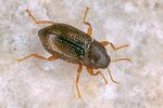 esolus-pygmaeus-foto-koehler