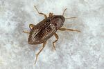 esolus-pygmaeus2-foto-koehler