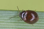eubria-palustris-foto-koehler