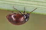 eubria-palustris2-foto-koehler