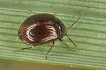 eubria-palustris3-foto-koehler